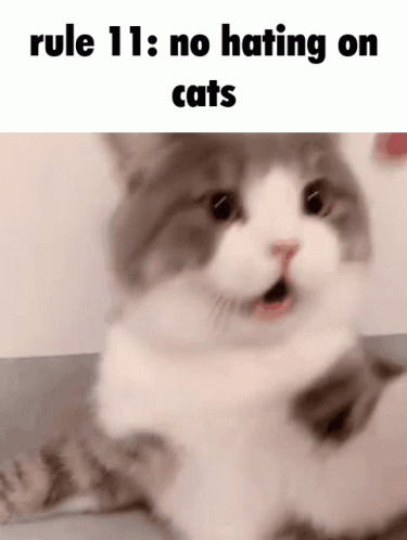 Rule 11 GIF